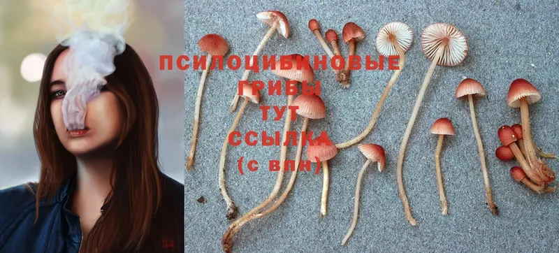 Псилоцибиновые грибы Psilocybe  это официальный сайт  Любим  ОМГ ОМГ tor 